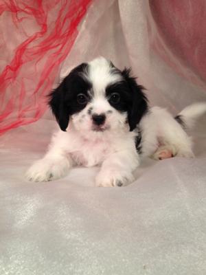 Male Lhasa Bichon Puppy for Sale #2 DOB 3-1-15 $675